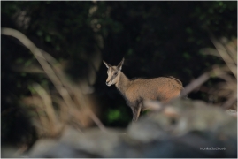 <p>KAMZÍK HORSKÝ (Rupicapra rupicapra) Lužické hory, Studenec ---- /Chamois - Gämse/</p>